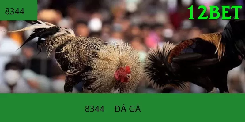 Đá Gà Trực Tiếp - Trải nghiệm tuyệt vời - PvE